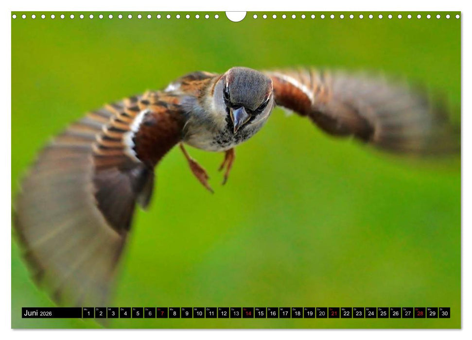 Flugkünstler unter unserem Himmel - Spektakuläre Aufnahmen von Uhu,Krähe,Graugans und Co (CALVENDO Wandkalender 2026)