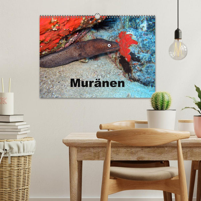Muränen (CALVENDO Wandkalender 2026)