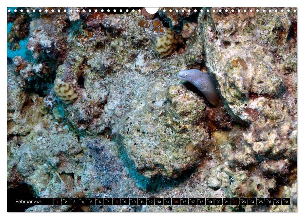 Muränen (CALVENDO Wandkalender 2026)