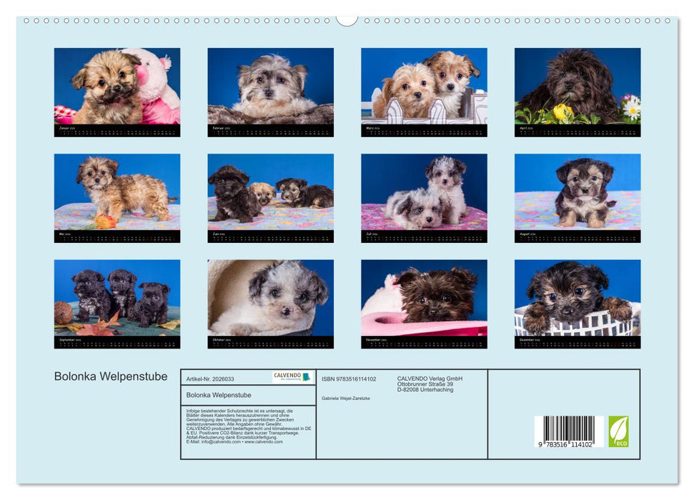 Bolonka Welpenstube (CALVENDO Premium Wandkalender 2026)
