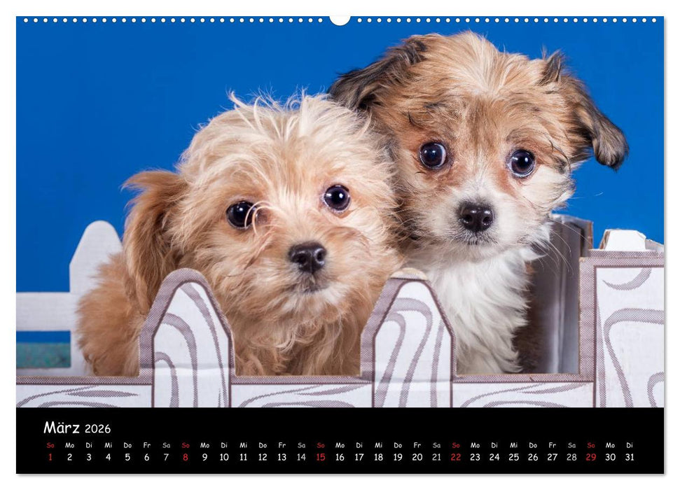 Bolonka Welpenstube (CALVENDO Premium Wandkalender 2026)
