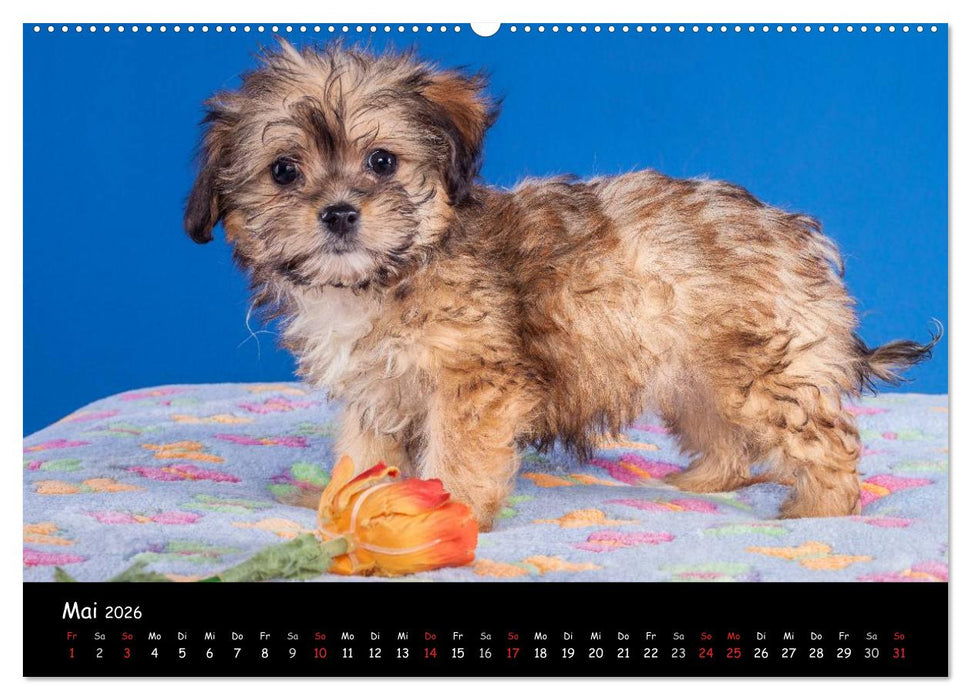 Bolonka Welpenstube (CALVENDO Premium Wandkalender 2026)