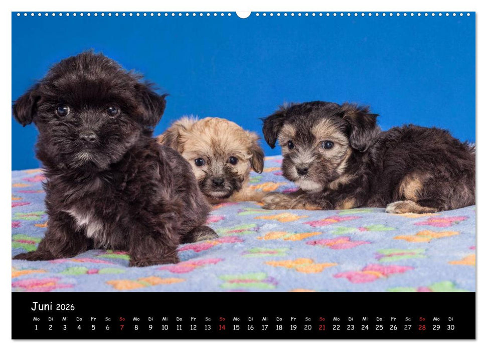 Bolonka Welpenstube (CALVENDO Premium Wandkalender 2026)