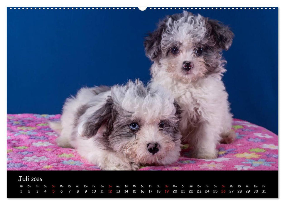 Bolonka Welpenstube (CALVENDO Premium Wandkalender 2026)