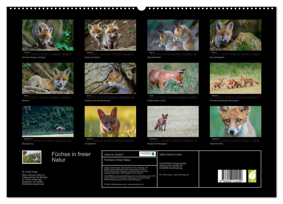 Füchse in freier Natur (CALVENDO Premium Wandkalender 2026)
