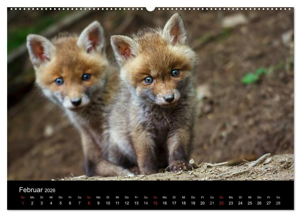 Füchse in freier Natur (CALVENDO Premium Wandkalender 2026)