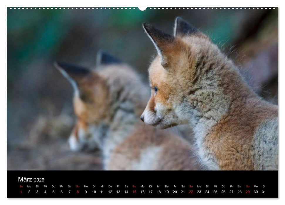 Füchse in freier Natur (CALVENDO Premium Wandkalender 2026)
