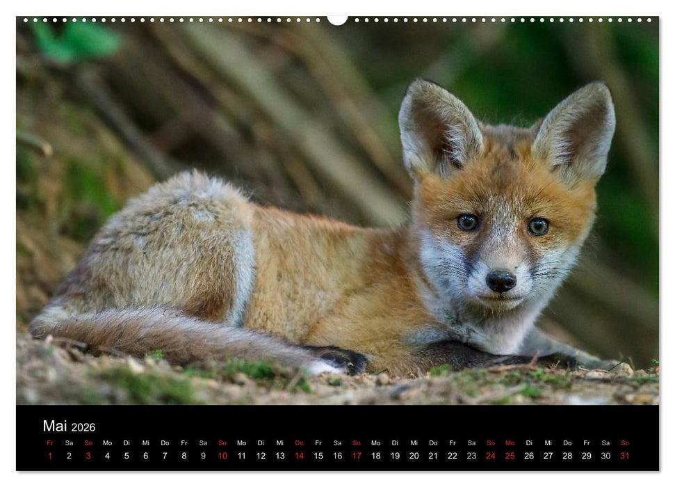 Füchse in freier Natur (CALVENDO Premium Wandkalender 2026)