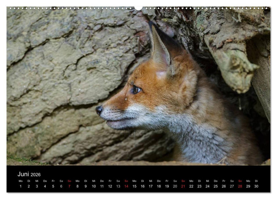 Füchse in freier Natur (CALVENDO Premium Wandkalender 2026)
