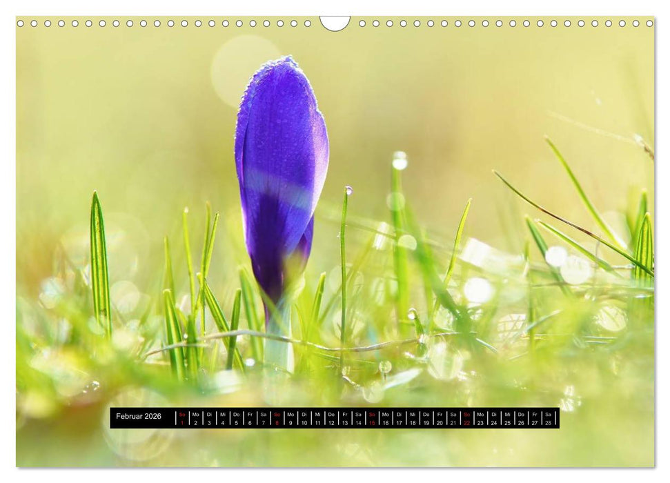 Blüten-Zauber am Wegesrand 2026 (CALVENDO Wandkalender 2026)