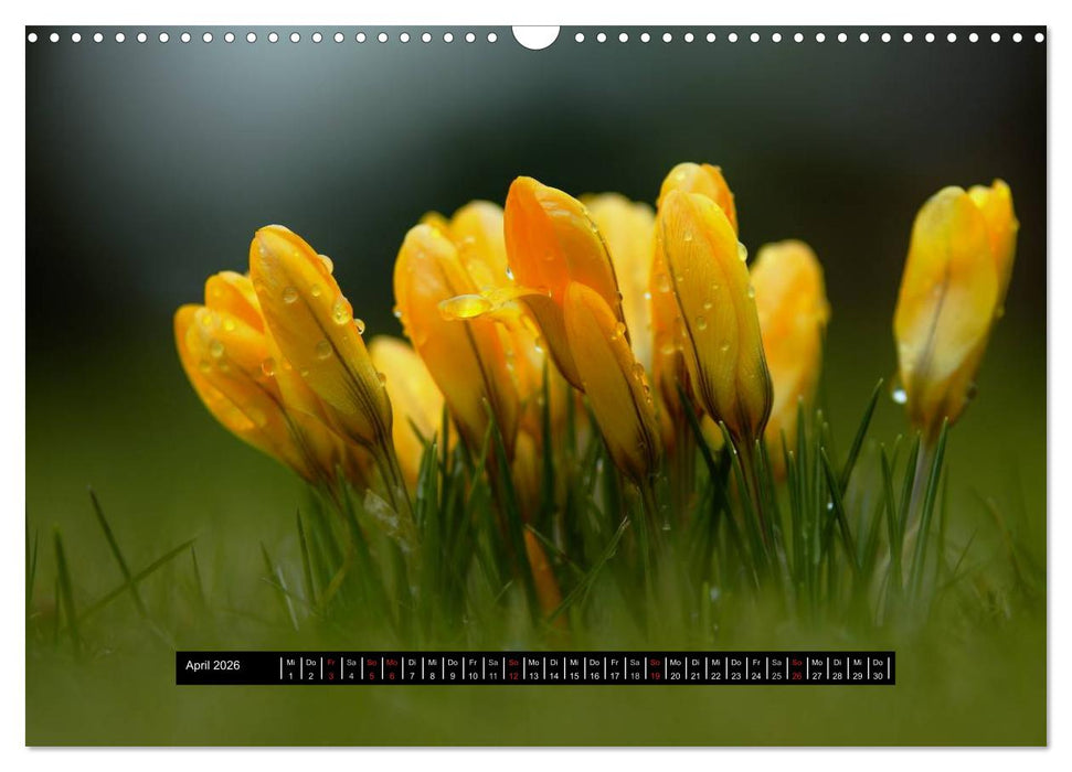 Blüten-Zauber am Wegesrand 2026 (CALVENDO Wandkalender 2026)