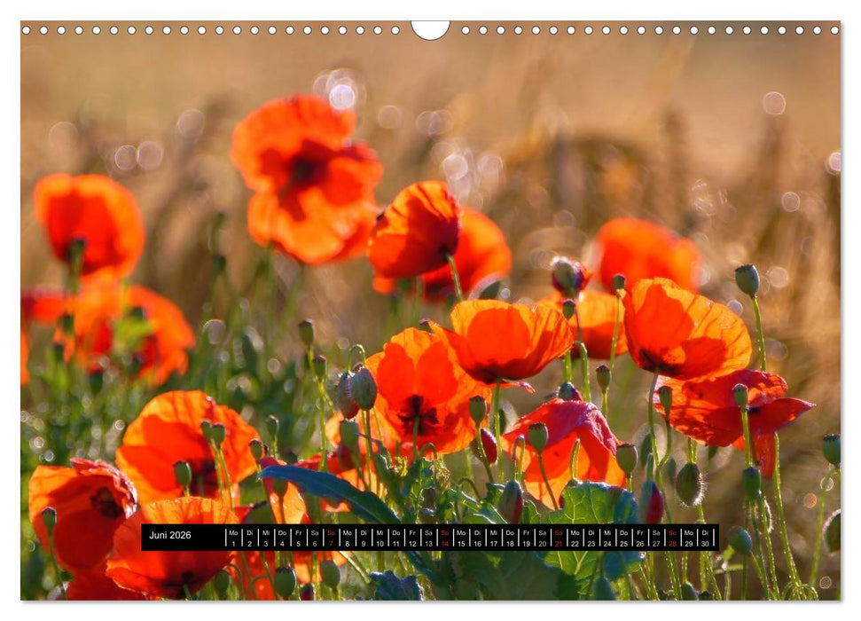 Blüten-Zauber am Wegesrand 2026 (CALVENDO Wandkalender 2026)