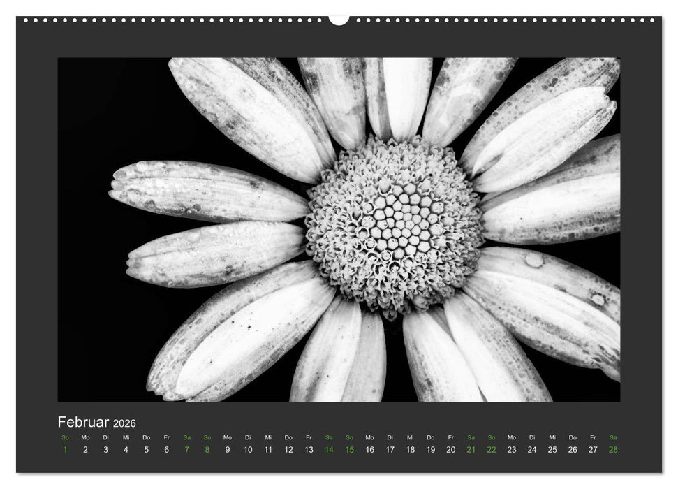 Pflanzen in Schwarz und Weiß (CALVENDO Premium Wandkalender 2026)