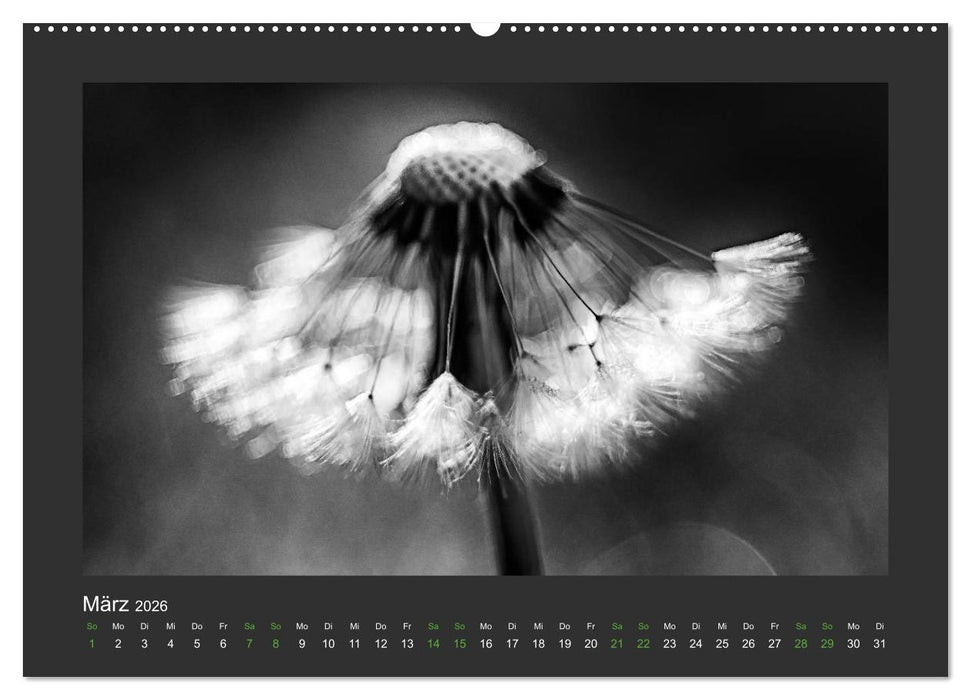 Pflanzen in Schwarz und Weiß (CALVENDO Premium Wandkalender 2026)