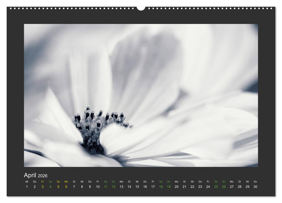 Pflanzen in Schwarz und Weiß (CALVENDO Premium Wandkalender 2026)