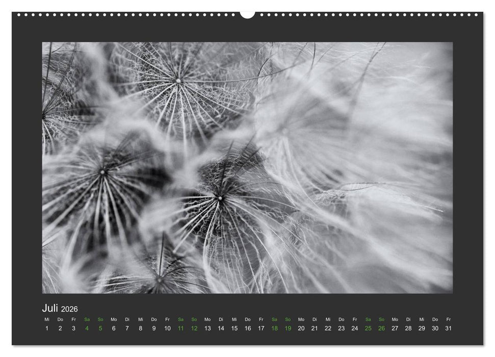 Pflanzen in Schwarz und Weiß (CALVENDO Premium Wandkalender 2026)