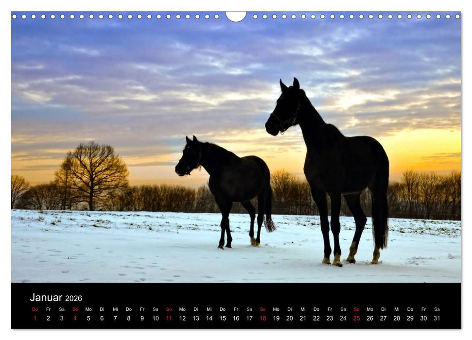 Faszination Pferde (CALVENDO Wandkalender 2026)