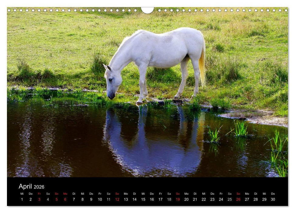 Faszination Pferde (CALVENDO Wandkalender 2026)