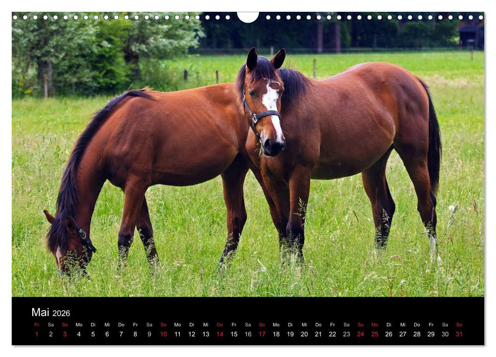 Faszination Pferde (CALVENDO Wandkalender 2026)