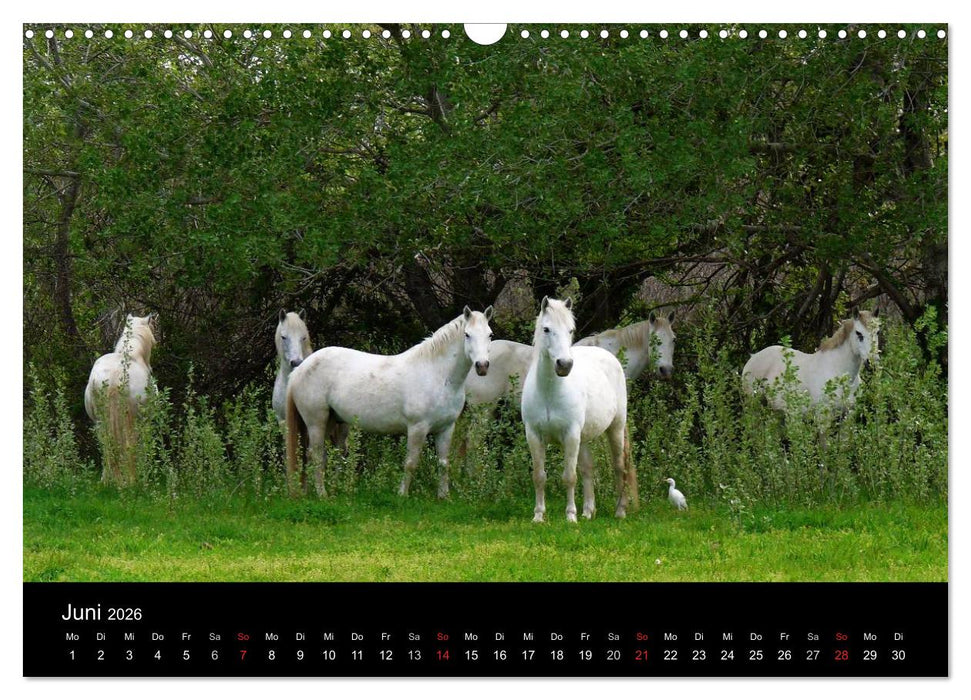 Faszination Pferde (CALVENDO Wandkalender 2026)