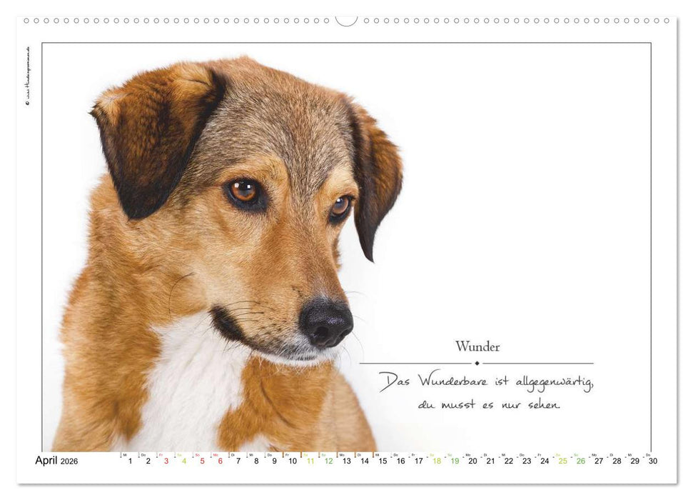 Hunde-Spruchreif (CALVENDO Wandkalender 2026)