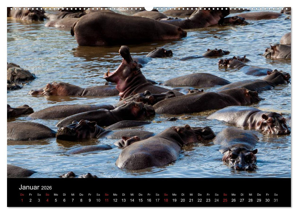 Wildes Afrika (CALVENDO Premium Wandkalender 2026)