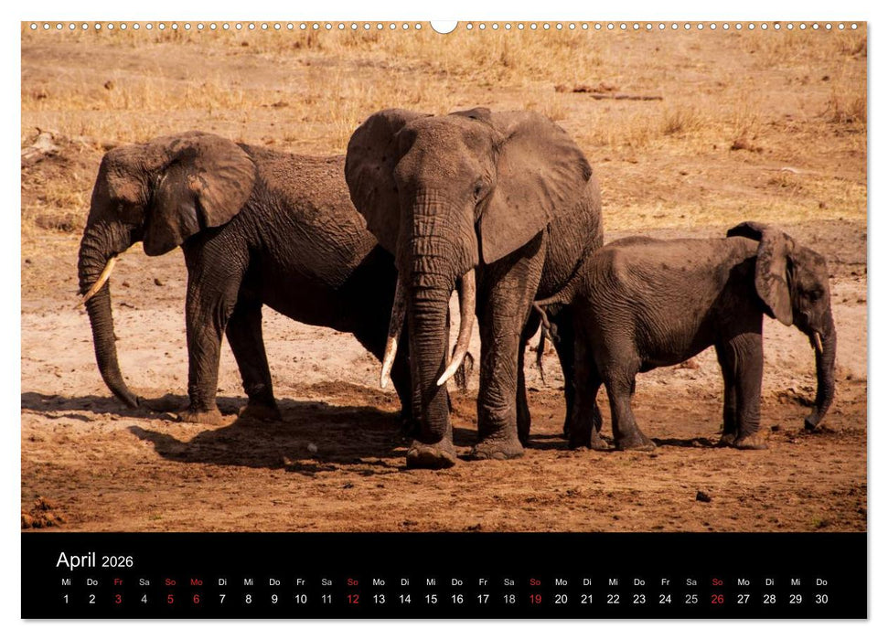 Wildes Afrika (CALVENDO Premium Wandkalender 2026)