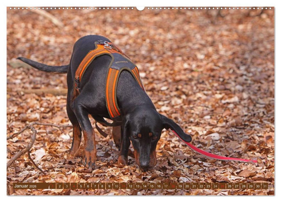 Brandlbracken (CALVENDO Premium Wandkalender 2026)