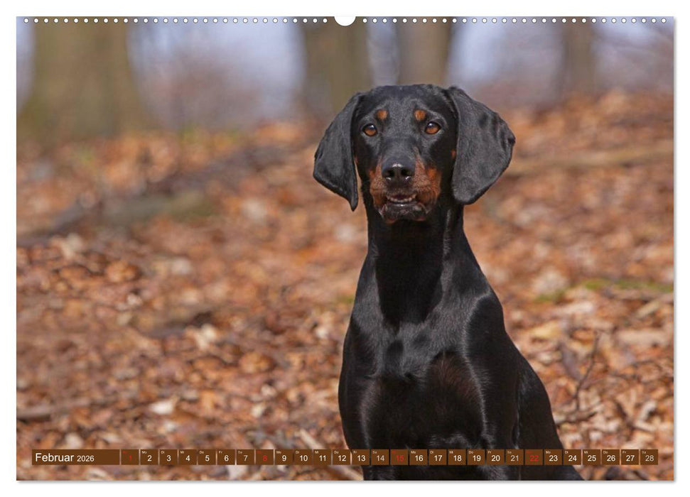 Brandlbracken (CALVENDO Premium Wandkalender 2026)