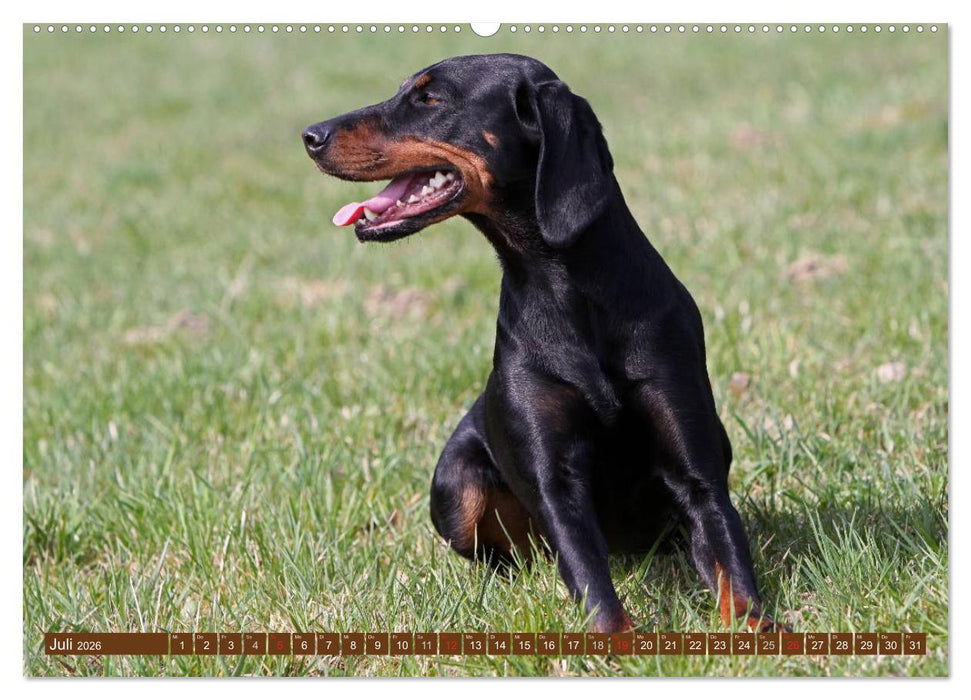 Brandlbracken (CALVENDO Premium Wandkalender 2026)