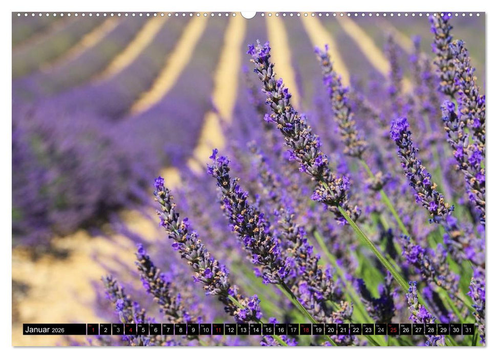 Lavendel (CALVENDO Premium Wandkalender 2026)
