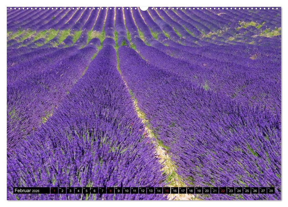 Lavendel (CALVENDO Premium Wandkalender 2026)