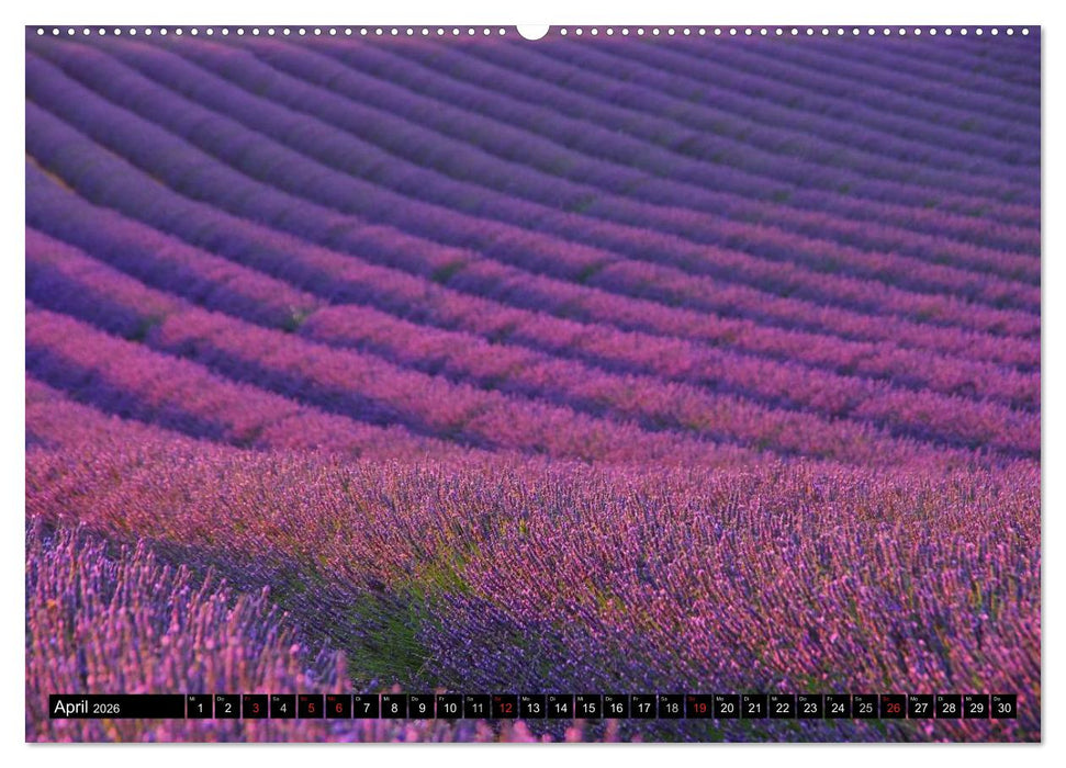 Lavendel (CALVENDO Premium Wandkalender 2026)