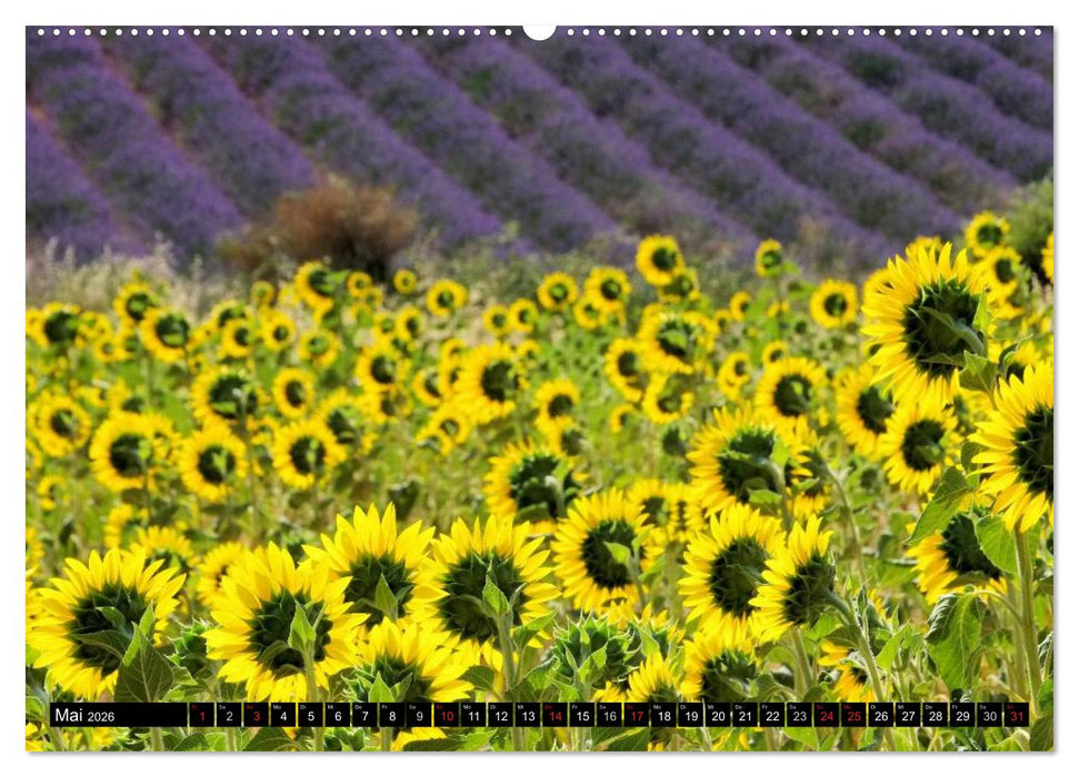 Lavendel (CALVENDO Premium Wandkalender 2026)