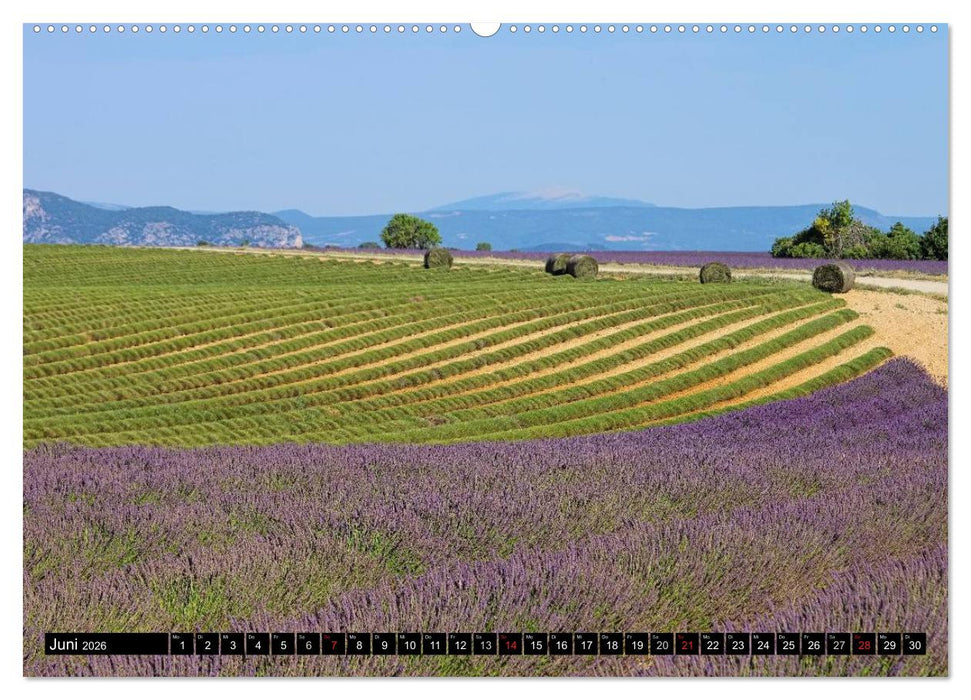Lavendel (CALVENDO Premium Wandkalender 2026)