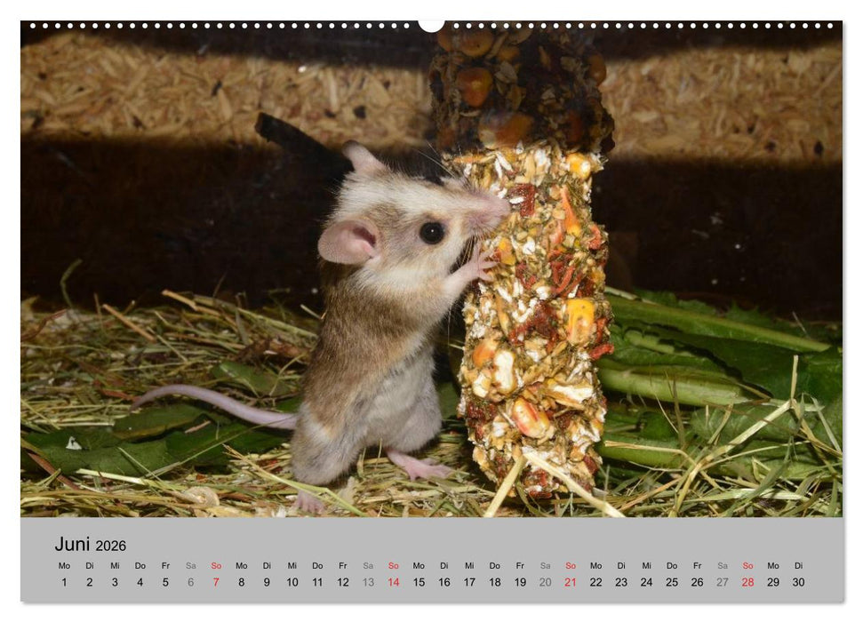 Mausebande (CALVENDO Premium Wandkalender 2026)