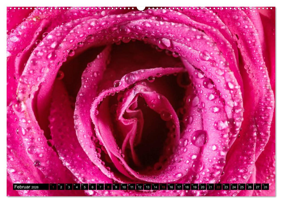 Rosen natürlich schön (CALVENDO Premium Wandkalender 2026)