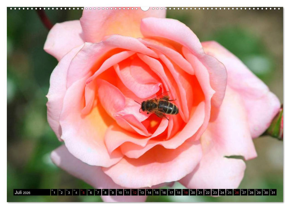 Rosen natürlich schön (CALVENDO Premium Wandkalender 2026)