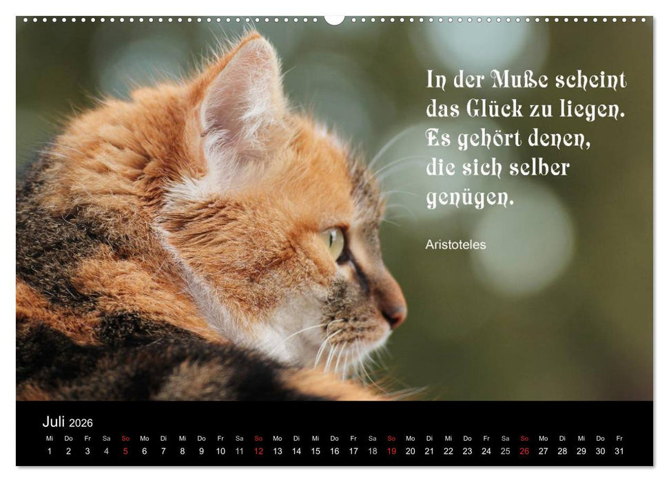 Glückskatze - Mit Zitaten zum Thema Glück (CALVENDO Premium Wandkalender 2026)