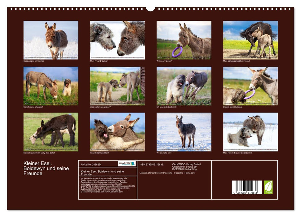 Kleiner Esel. Boldewyn und seine Freunde (CALVENDO Premium Wandkalender 2026)