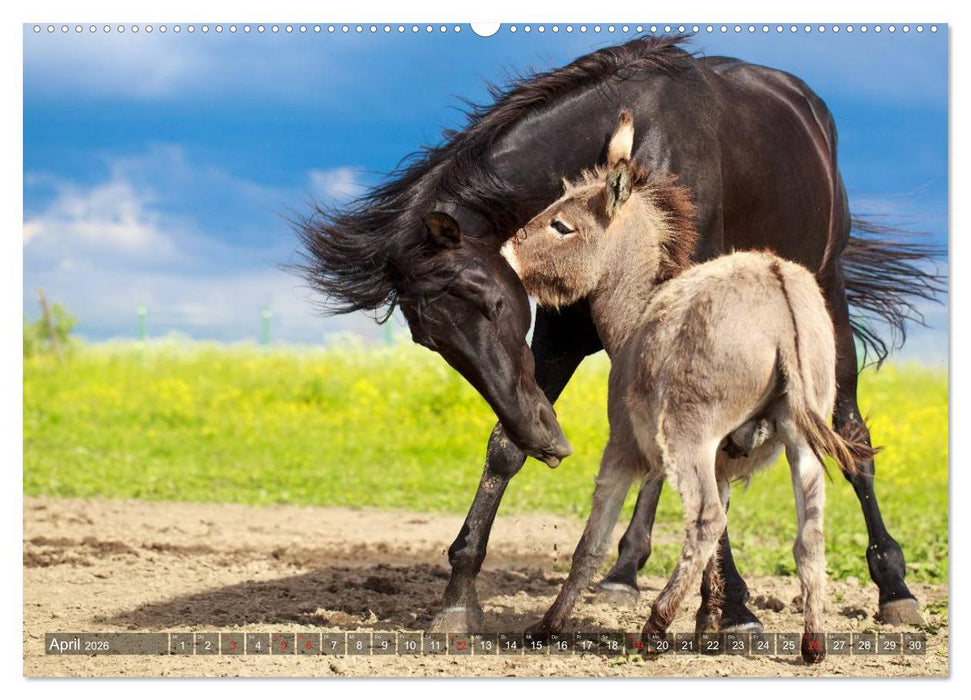 Kleiner Esel. Boldewyn und seine Freunde (CALVENDO Premium Wandkalender 2026)