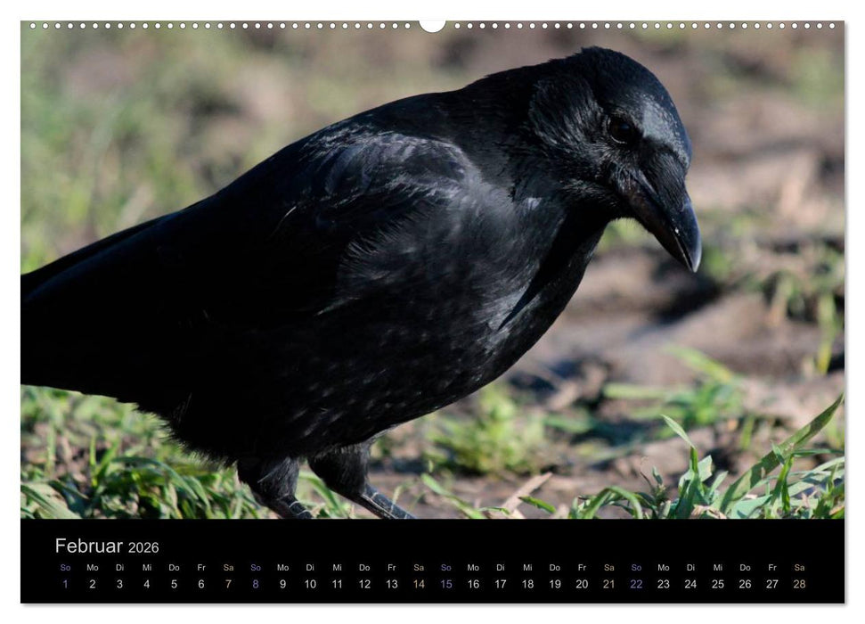 Rabenschwarze Impressionen - meike-ajo-dettlaff.de via wildvogelhlfe.org (CALVENDO Wandkalender 2026)