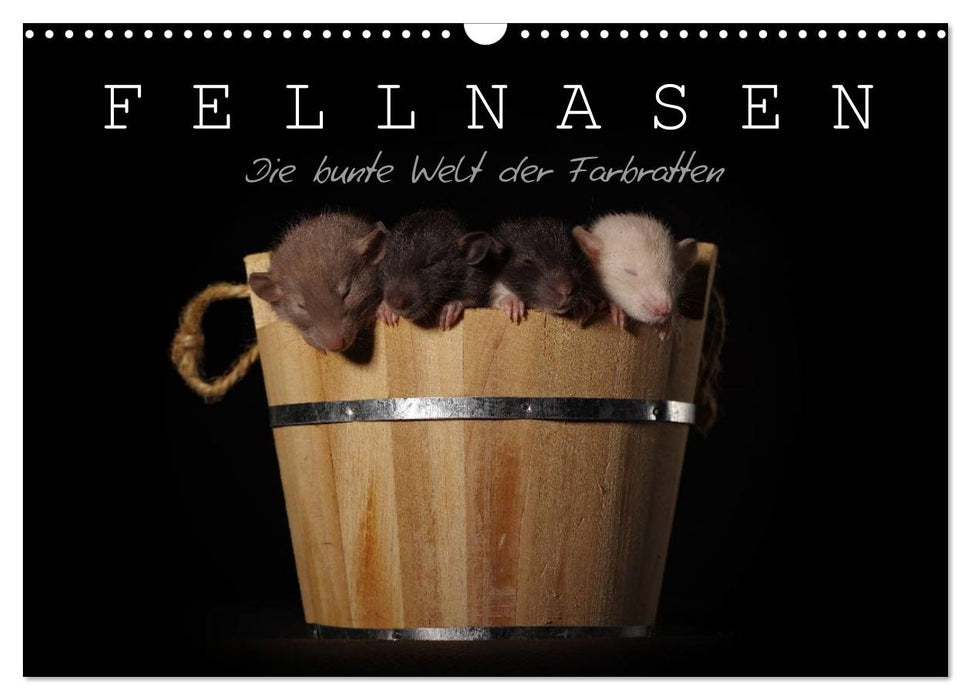 Fellnasen. Die bunte Welt der Farbratten. (CALVENDO Wandkalender 2026)