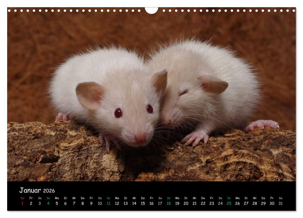 Fellnasen. Die bunte Welt der Farbratten. (CALVENDO Wandkalender 2026)