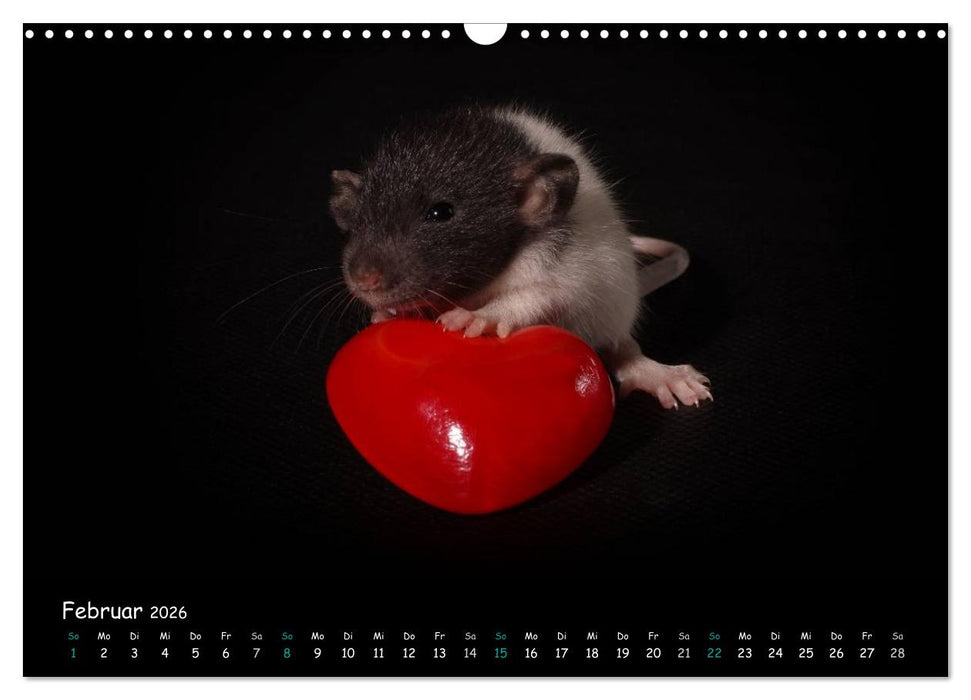 Fellnasen. Die bunte Welt der Farbratten. (CALVENDO Wandkalender 2026)