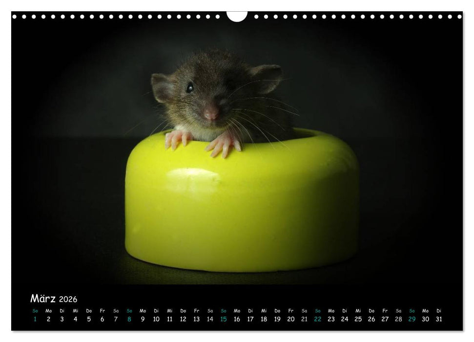 Fellnasen. Die bunte Welt der Farbratten. (CALVENDO Wandkalender 2026)