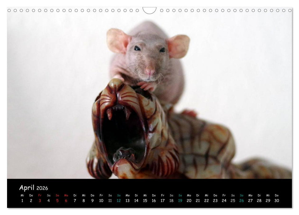 Fellnasen. Die bunte Welt der Farbratten. (CALVENDO Wandkalender 2026)