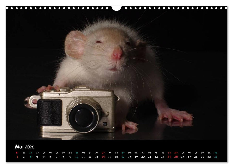 Fellnasen. Die bunte Welt der Farbratten. (CALVENDO Wandkalender 2026)