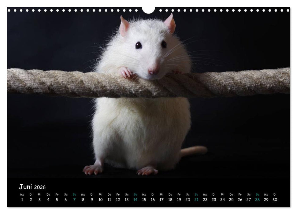 Fellnasen. Die bunte Welt der Farbratten. (CALVENDO Wandkalender 2026)