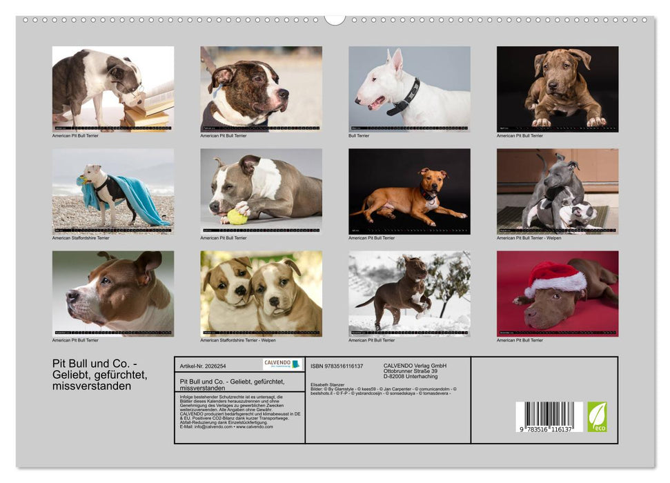 Pit Bull und Co. - Geliebt, gefürchtet, missverstanden (CALVENDO Premium Wandkalender 2026)